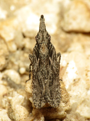 Amycle tumacacoriae