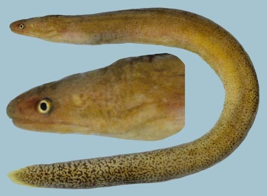 Brown Snake Moray Eel
