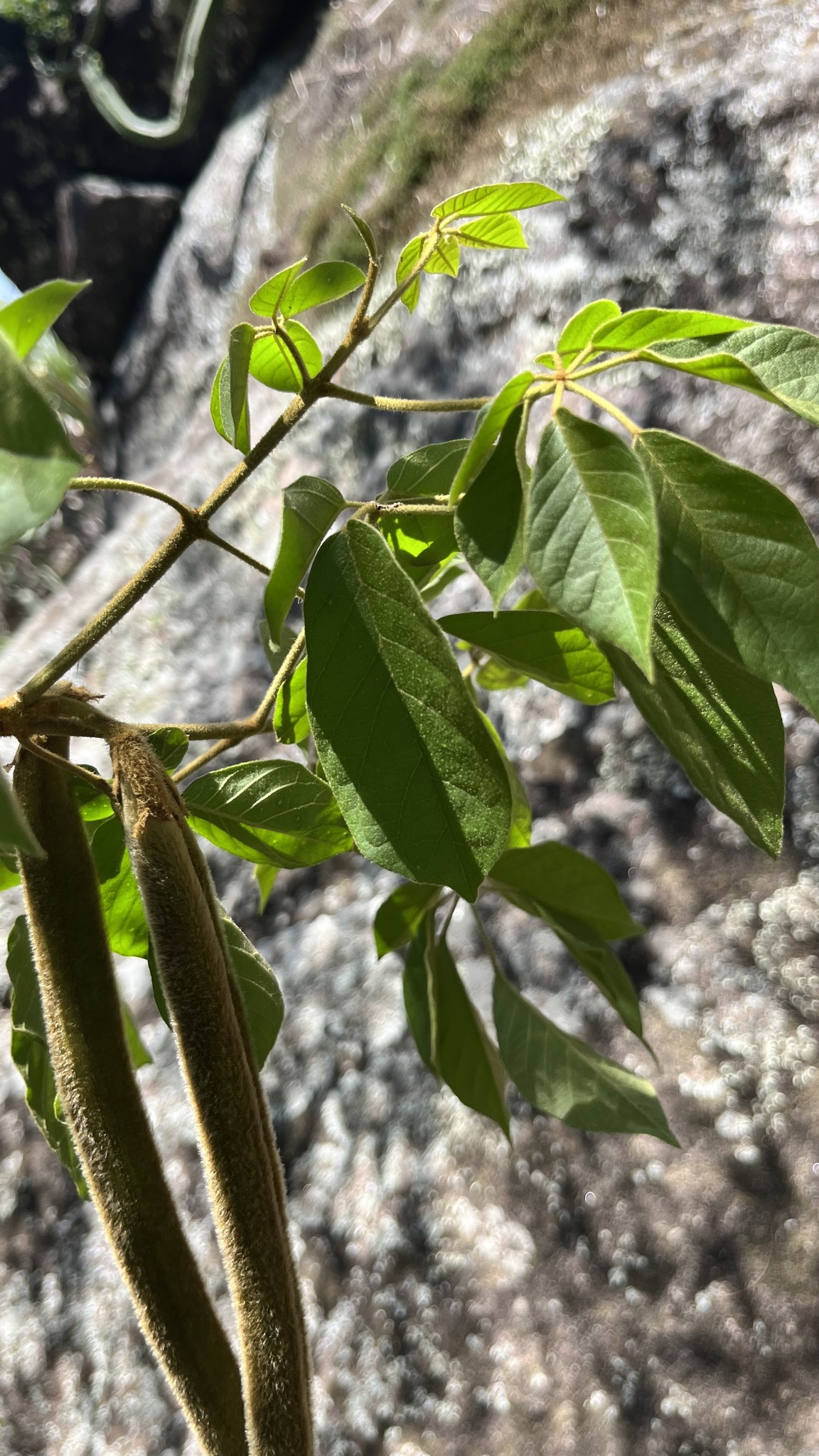 Handroanthus chrysotrichus