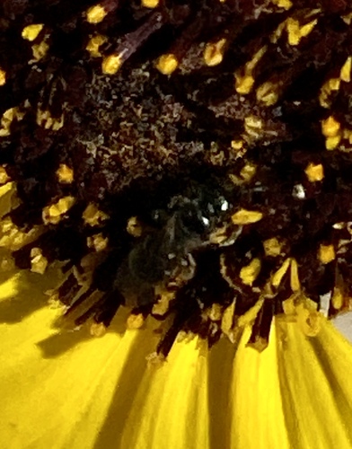 iNaturalist observation photo of Zadontomerus