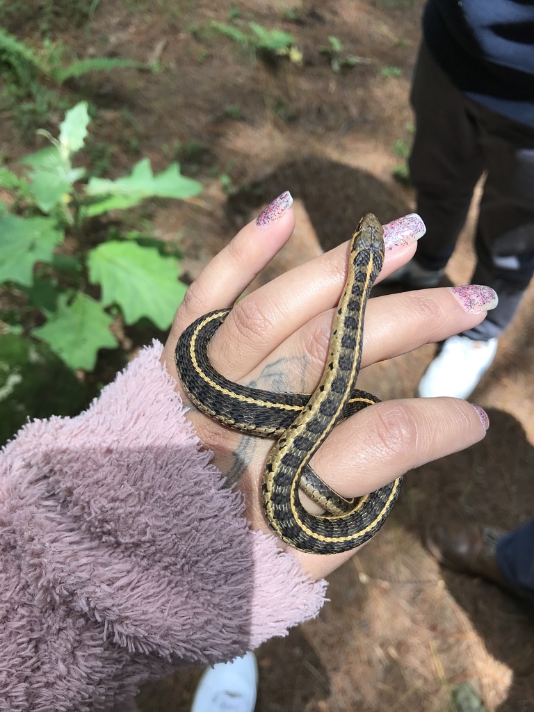 Longtail Alpine Garter Snake from Villa del Carbón, Edo. Méx., MX on ...