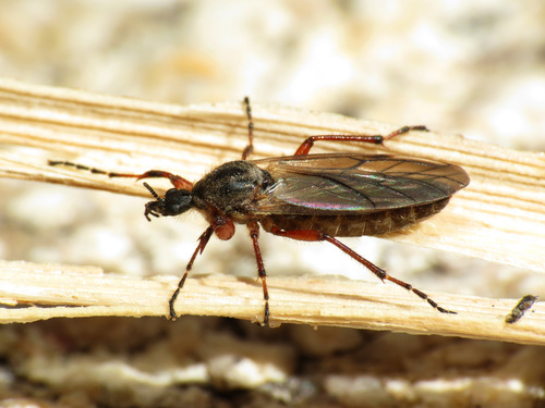 Yellow-footed March fly photo 2