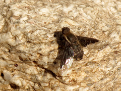 Hemipenthes seminiger