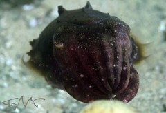 Sepia mestus