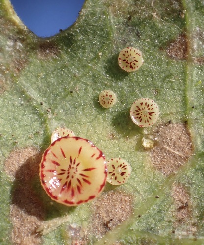 Disc Gall Wasp photo 6