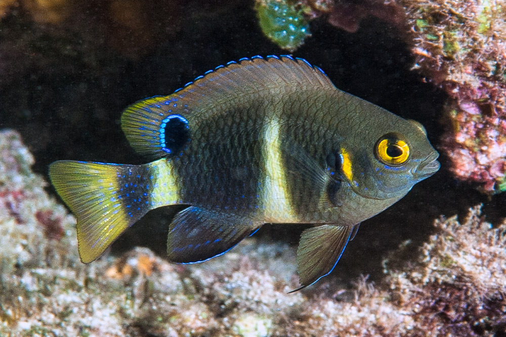Blueribbon damsel (Chrysiptera brownriggii) — Pomacentridae