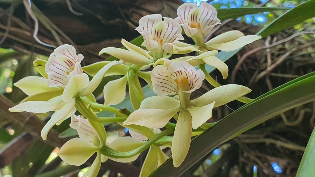 Prosthechea radiata