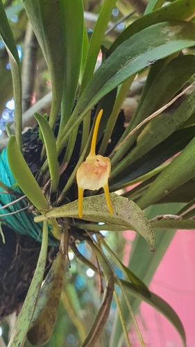 Masdevallia floribunda