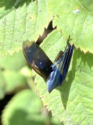 iNaturalist observation photo of Winged and Once-winged Insects