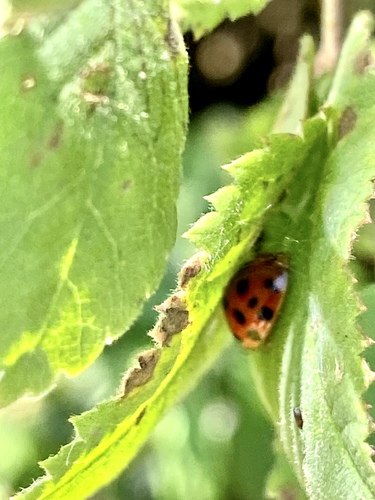 iNaturalist observation photo of Asian Lady Beetle
