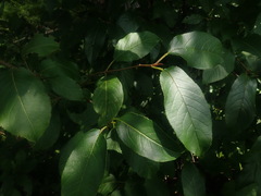 Viburnum lentago image