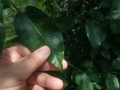 Viburnum lentago image