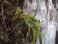 Psilotum complanatum