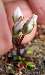 Gentianella chathamica