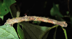 Eutrapela clemataria