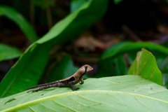 Stenocercus fimbriatus