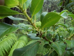 Coprosma ochracea