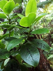 Ilex anomala