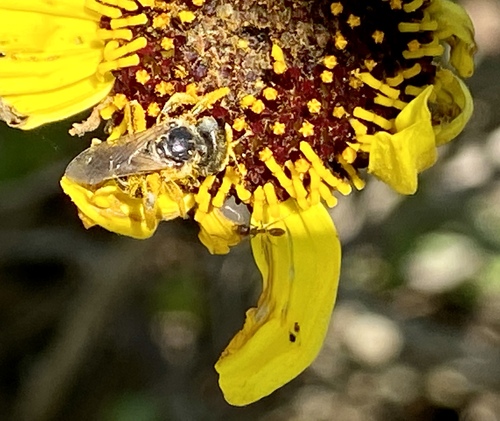 iNaturalist observation photo of Ligated Furrow Bee