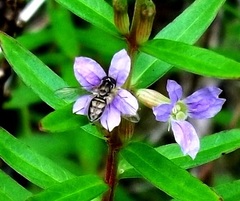 Lythrum maritimum
