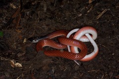 Drepanoides anomalus