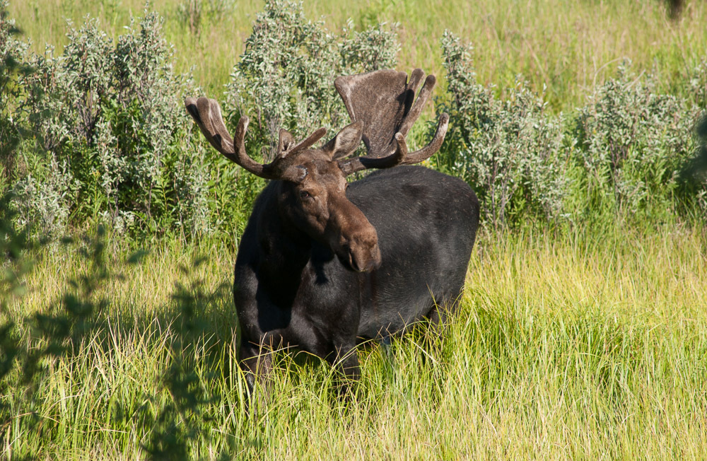 Moose from Teton County, WY, USA on July 23, 2003 at 06:19 PM by ...