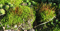 Tortella humilis