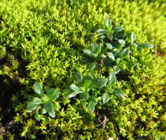 Tortella humilis