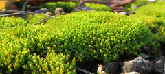Tortella humilis