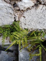 Adiantum pyramidale