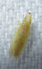 Evacanthinae