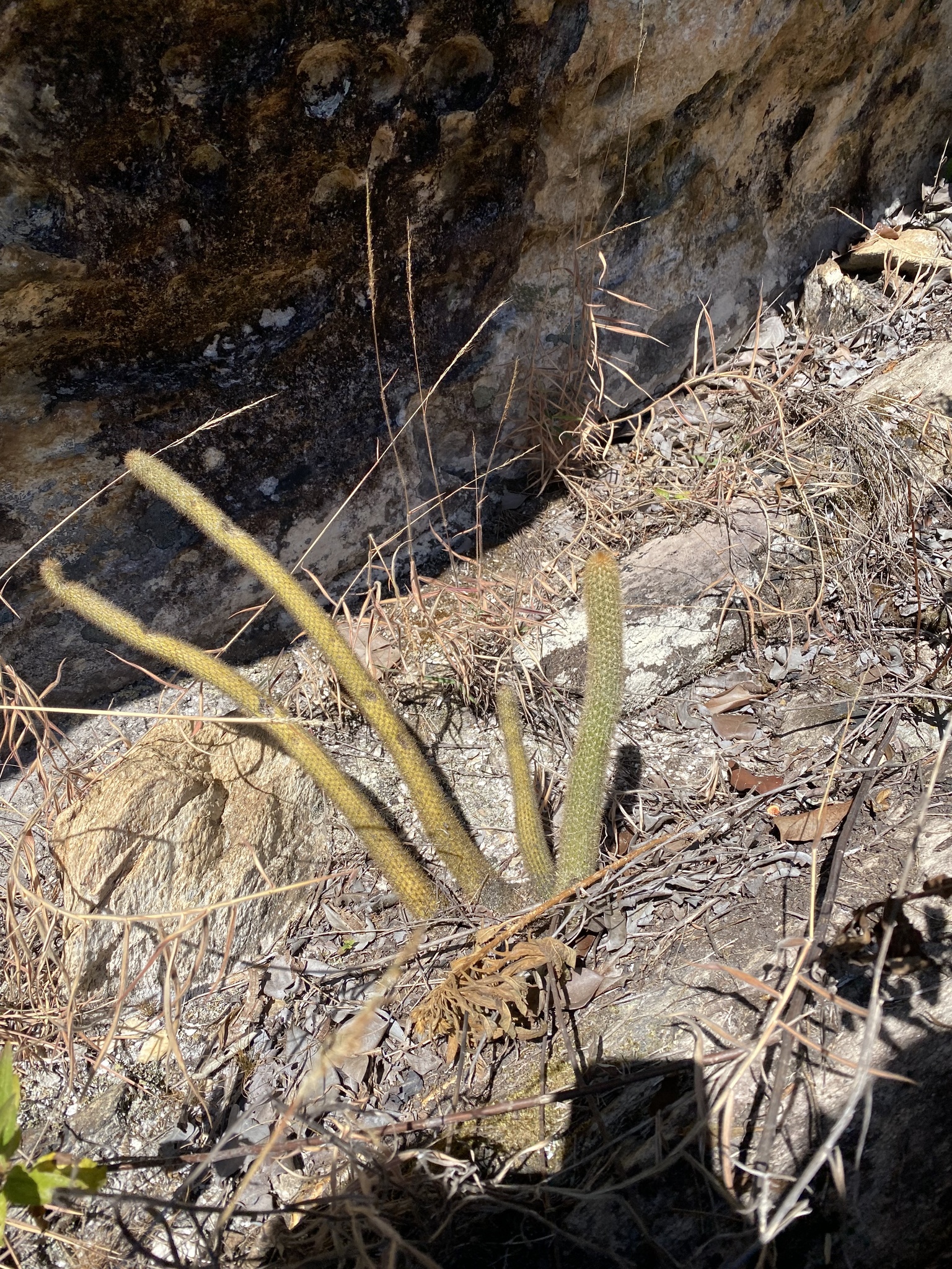 Arthrocereus melanurus