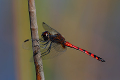 Austrothemis nigrescens