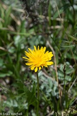Microseris nigrescens