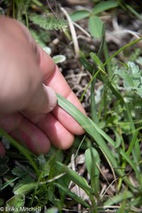 Microseris nigrescens