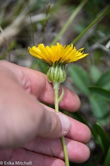 Microseris nigrescens