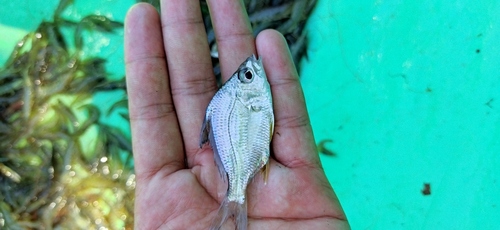 Peruvian mojarra (Diapterus peruvianus) — Gerreidae — 4