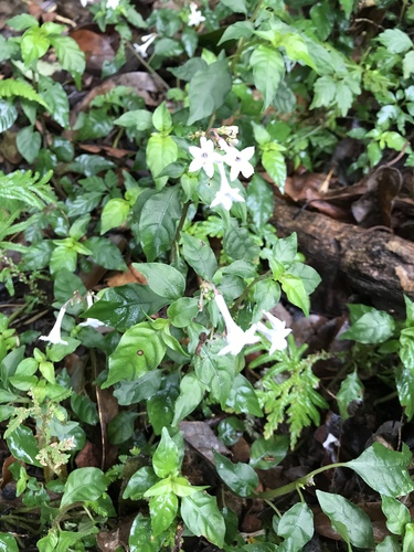 Ophiorrhiza japonica iNat (2)