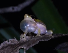 Litoria bicolor