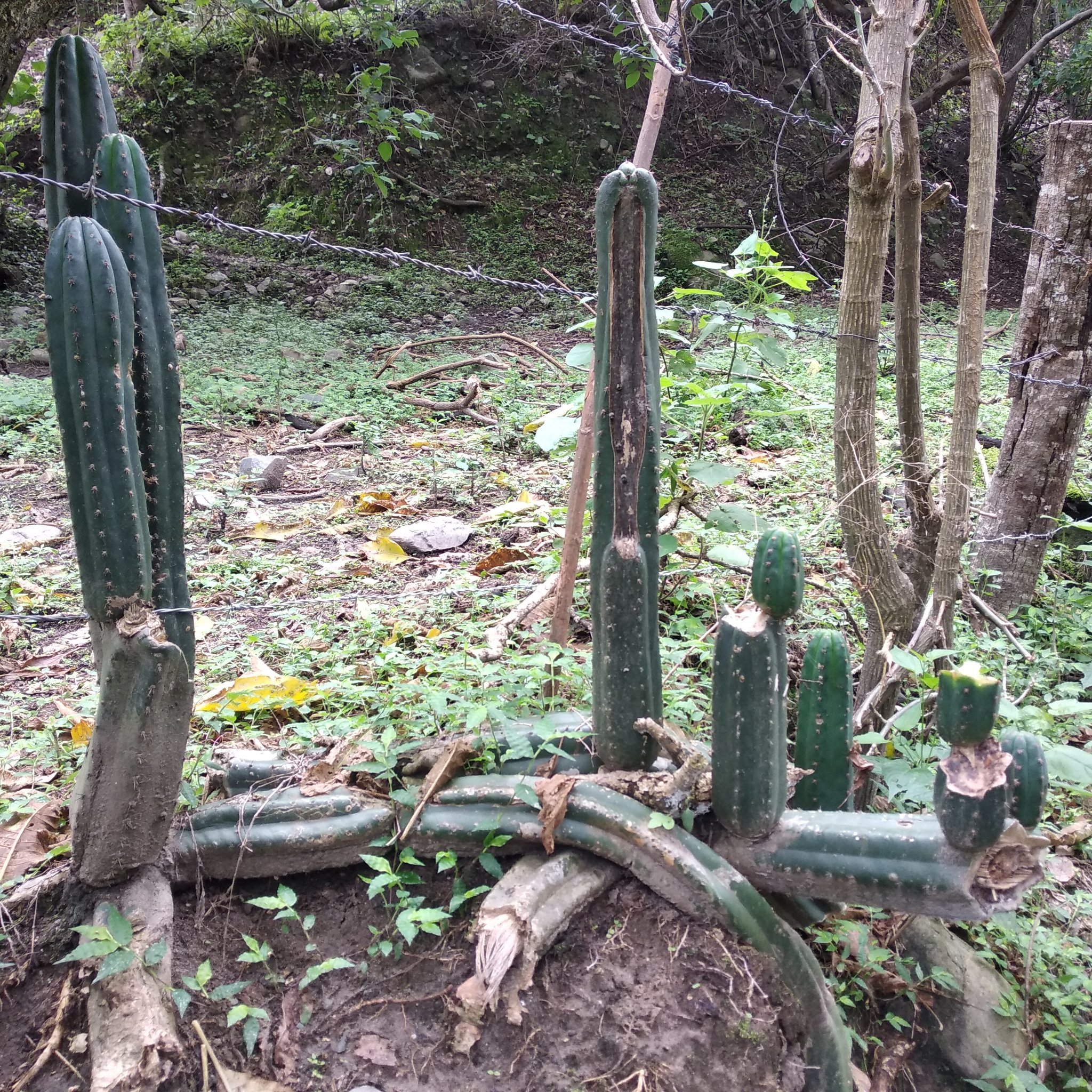 Echinopsis image