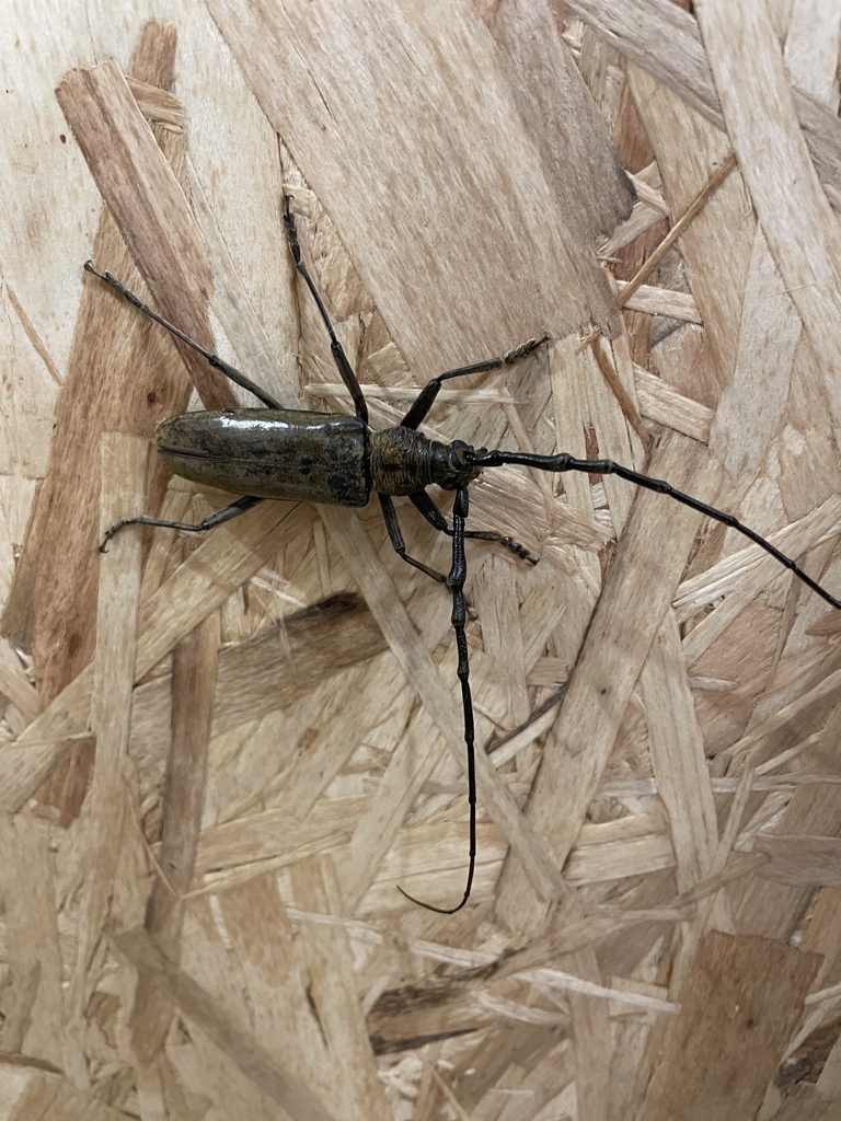 Neocerambyx raddei in August 2023 by karlfitzgeraldart · iNaturalist