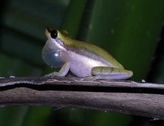 Litoria bicolor