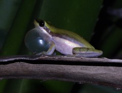 Litoria bicolor