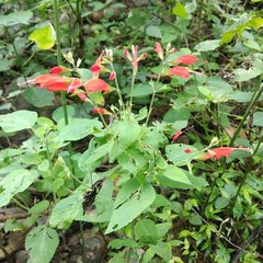 Salvia alborosea