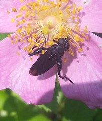 Chalcosyrphus chalybeus