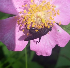 Chalcosyrphus chalybeus