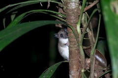 Didelphinae