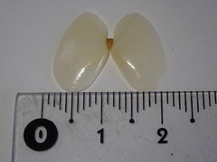 Ameritella agilis