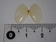 Ameritella agilis