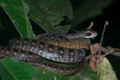 Dendrophidion dendrophis